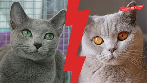 British Shorthair Vs Russian Blue My British Shorthair