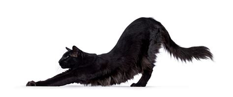 Black Balinese Cat On White Stock Photo Download Image Now Istock