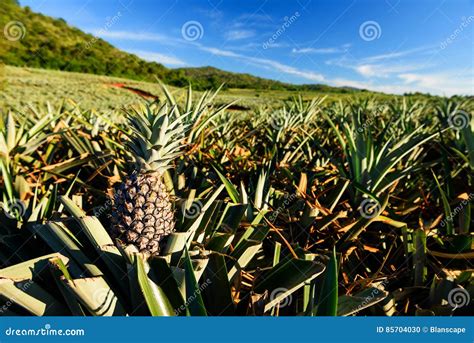 Farm Of Pineapple Tropical Fruit Stock Photo Image Of Plantation