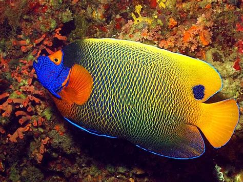 Saltwater Fish Of The Day Blueface Angelfish Reef2reef Saltwater And