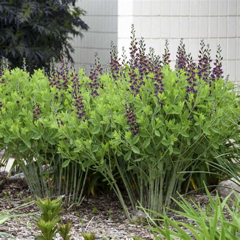 Baptisia Grape Taffy Compact False Indigo Dancing Oaks Nursery And