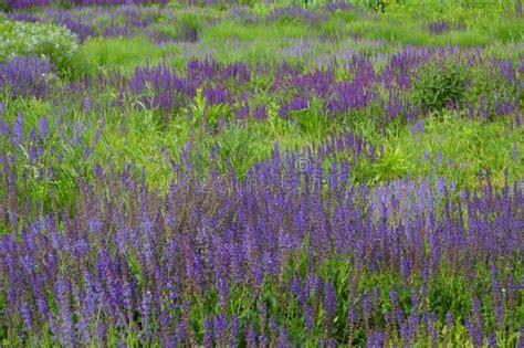 Salvia Farinacea Purple Reed Flower Field Grass Bed Stock Photo Image