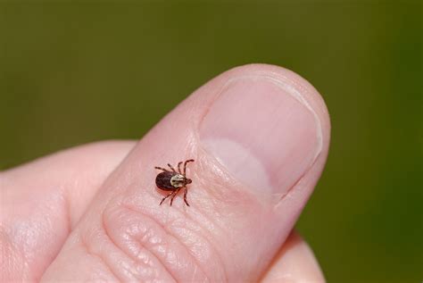 Female American Dog Tick Dermacentor Variabilis Also Known As The