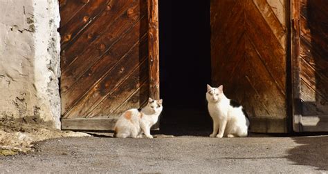 Should You Get A Barn Cat Pros And Cons To Consider