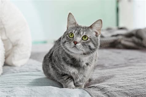 Auf dauer ist das natürlich nicht erträglich, wenn das problem  katze pinkelt auf teppich  des öfteren auftritt. „Hilfe, meine Katze pinkelt ins Bett!" - Katzenerziehung ...