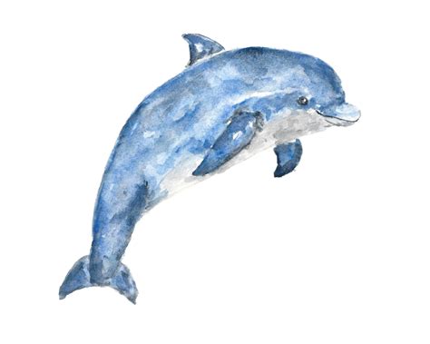 Animal Art Watercolor Animals Watercolor Dolphin Beach