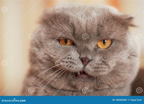 Funny Grey Cat With Yellow Eyes Stock Image Image Of Modern Kitten