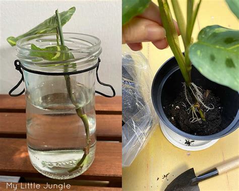 Handy products for maranta propagation dip about an inch of your cutting into water, then into a powdered rooting hormone. How to Propagate Prayer Plants - Maranta (with pictures ...