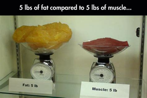 Fat Vs Muscle
