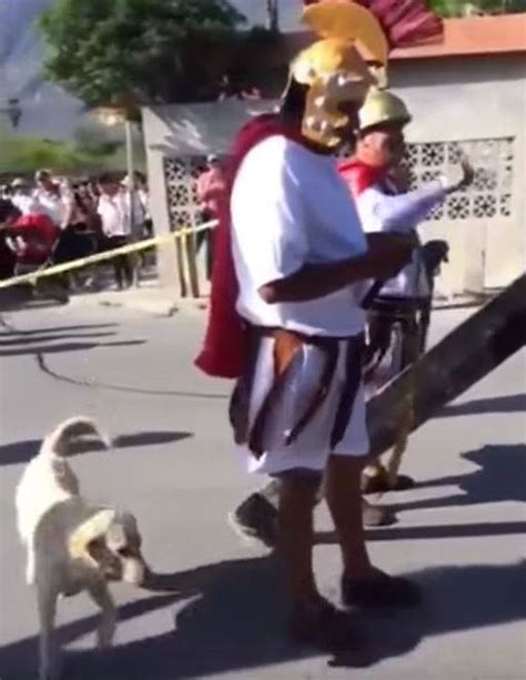 Un Perro Se Volvió Viral Por Defender A Jesús Durante La Representación