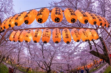 2022 Kyoto Cherry Blossom Guide And Sakura Season Viewing Tips Travel