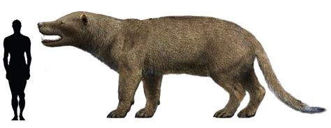 Giant Prehistoric Predator Megistotherium Osteothlastes