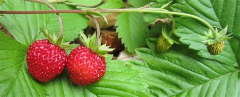 Strawberry — Wild Foods And Medicines