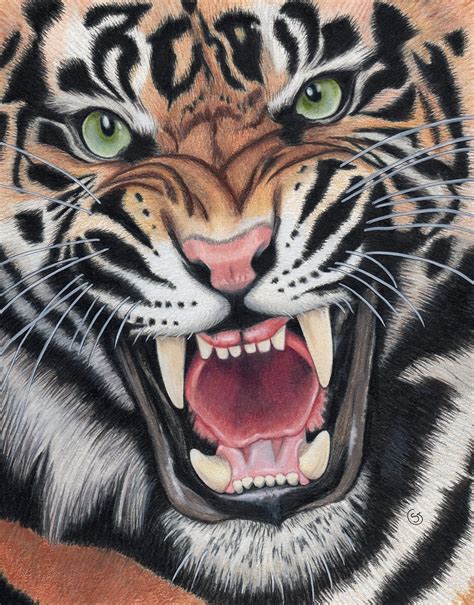 Buy Tiger Angry Sumatran Snarling Wild Cat Jungle 8 5 X11 Colored