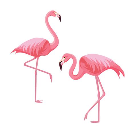 27300 Flamingo Stock Illustrations Royalty Free Vector Graphics