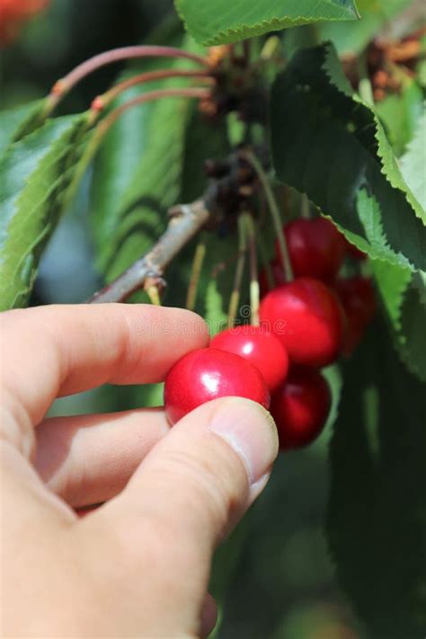 Hand Picking A Red Ripe Cherry From A Tree Stock Image Image Of