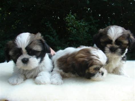 We did not find results for: Shih Tzu Puppies For Sale Near Memphis Tn - petfinder