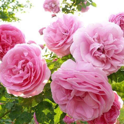 I grow louise odier in so california, and she's been a delightful rose for me. Rosier ancien Louise Odier - Beau rosier Bourbon ...