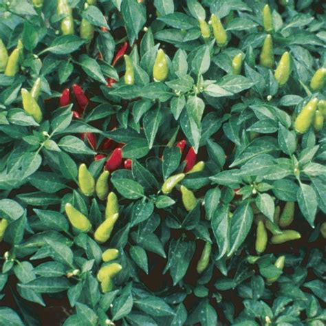 Chili Pepper Super Chili Capsicum Annuum My Garden Life