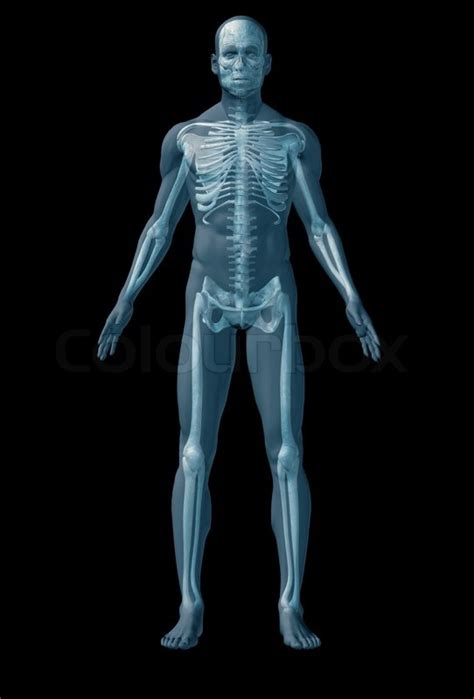 Browse more human body front back vectors from istock. The abstract image of human anatomy through a translucent ...