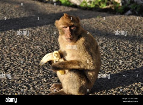 Monkey With Banana Stock Photo Alamy