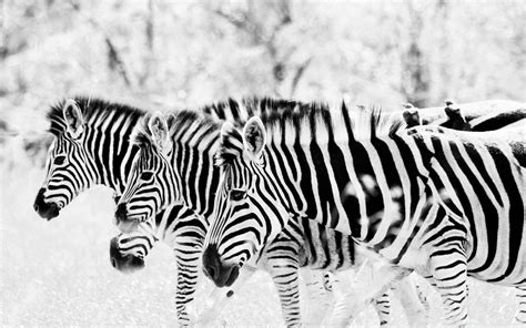 Zebra Wallpapers Wallpapersafari