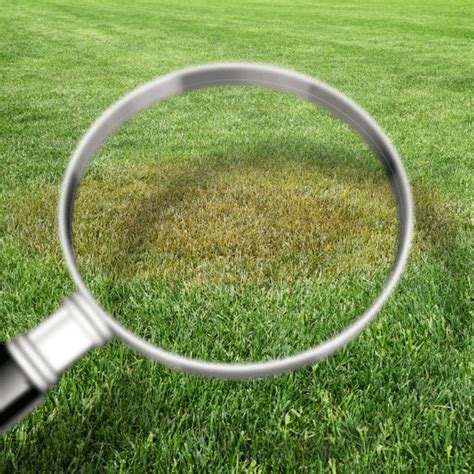 Brown Spots Quick Tips To Identify The Problem And Fix Your Lawn