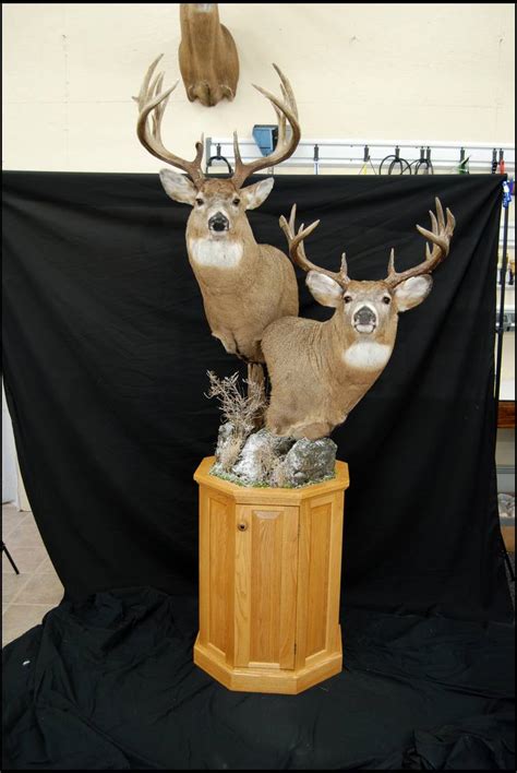 Whitetail Deer Double Pedestal Mount