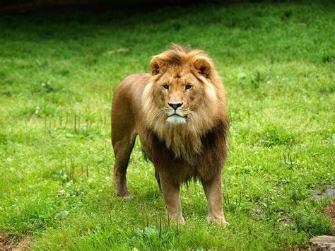 10 Interesting Facts About Lions Animals Zone