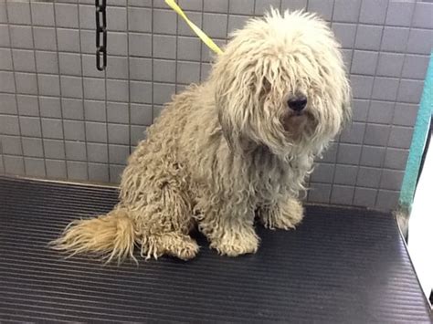 Instead of going to the dog groomer, save some money and learn to remove matted hair yourself. Matted Fur - Calgary Dog Daycare, Training, Grooming