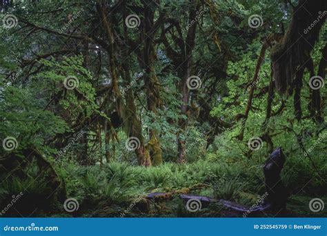 Beautiful Old Growth Forest Of Washingtonâ€ S Olympic Peninsula Stock