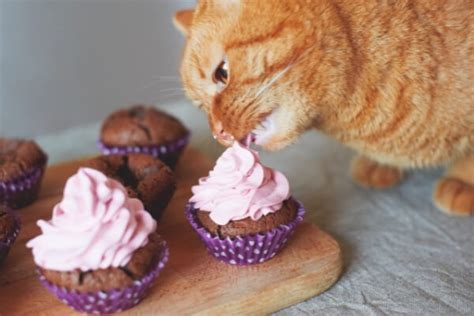Can Cats Eat Cupcakes 2023 Petsical