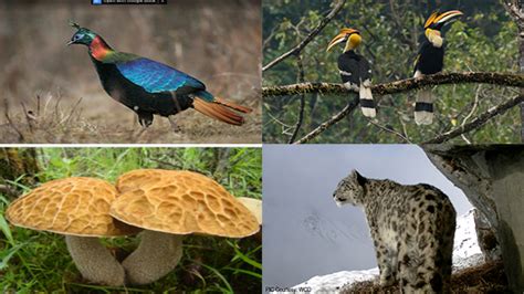 Top 135 Endangered Animals In Bhutan