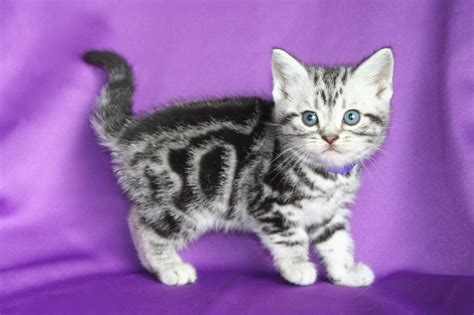27 American Shorthair Kitten Furry Kittens