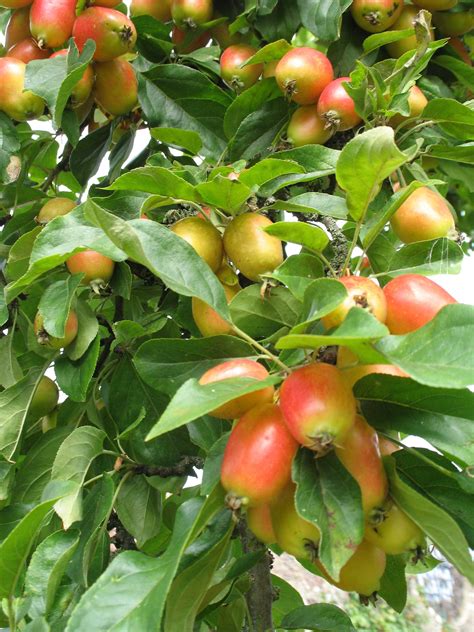 Here are a couple of suggestions and a link to a csu publication on crabapple. Crab apple, John Downie | Crab apple, Fruit trees, Fruit