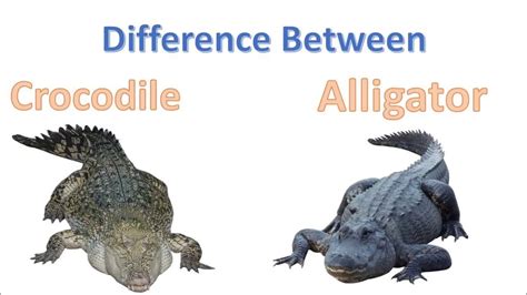 Différence Crocodile Alligator Caiman