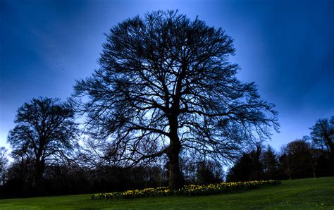Big Tree Aura Chris Searle Flickr