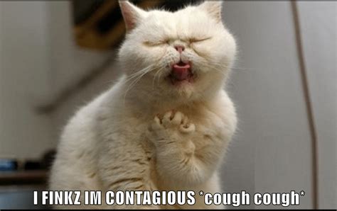 Coughing Cat Know Your Meme Funny Cat Memes Animal Memes Funny Memea