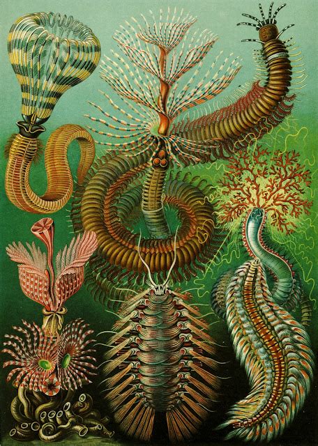 Art Forms Of Nature The Ernst Haeckel Collection ~ Kuriositas