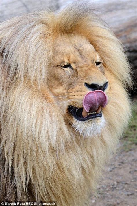Leon The Lion Shows Off His Perfectly Styled Bouffant Locks As His Mane