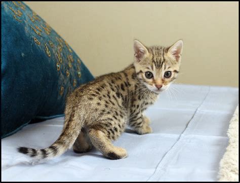 Bengal Kittens Oklahoma