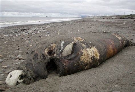 Many Headless Walruses Found In Alaska US News Environment NBC News