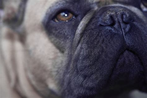 Adorable French Bulldog Face Stock Image Image Of Bulldog Lovely