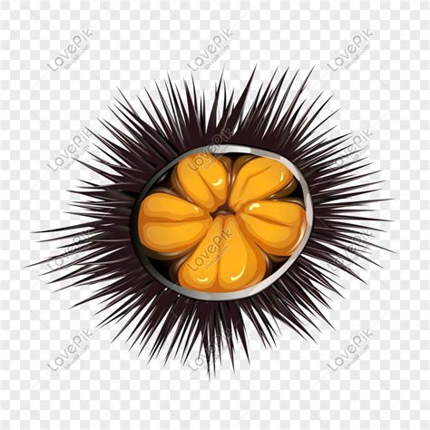 Yellow Sea Urchin Hand Drawn Illustration Png Transparent And Clipart