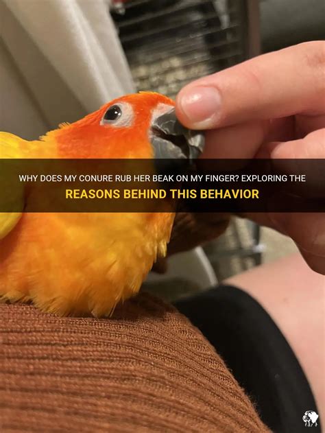 Why Does My Conure Rub Her Beak On My Finger Exploring The Reasons