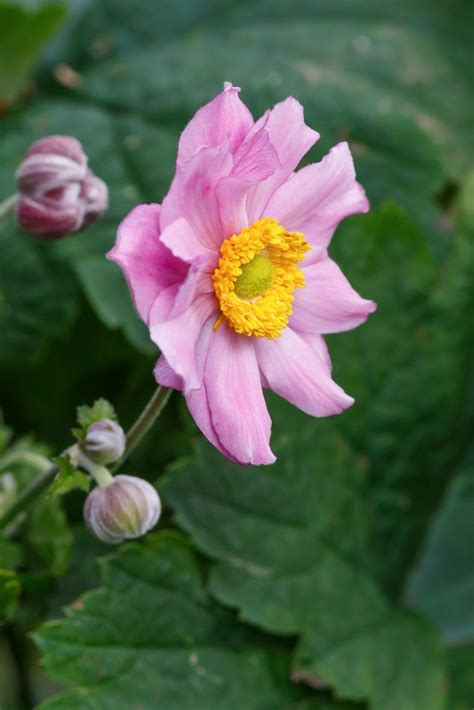 Maybe you would like to learn more about one of these? Shade Ground Cover Perennials That Will Keep the Weeds ...