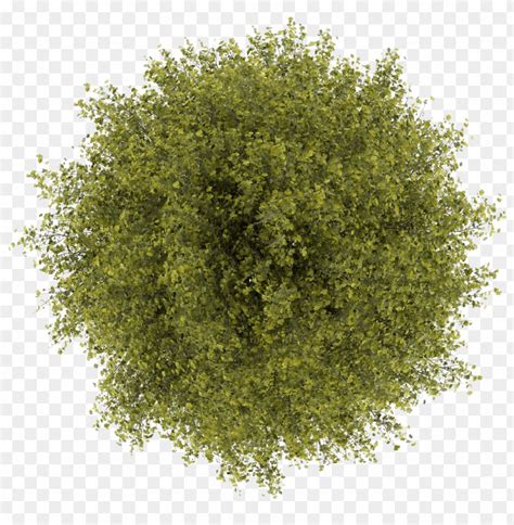Trees Top View Png Clipart Transparent Tree Top View Png Photosho PNG