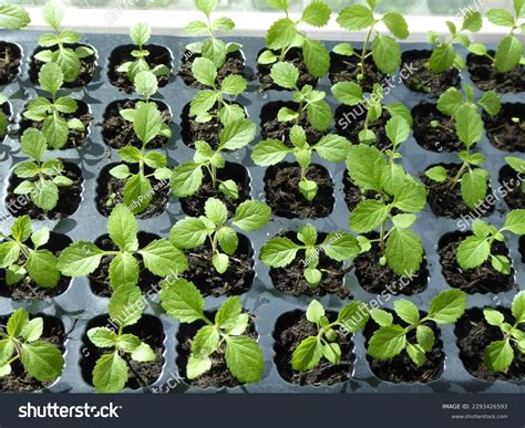 Verbena Bonariensis Seedling Seed Tray Stock Photo 2293426593