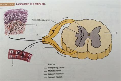 Components Of A Reflex Arc Flashcards Quizlet