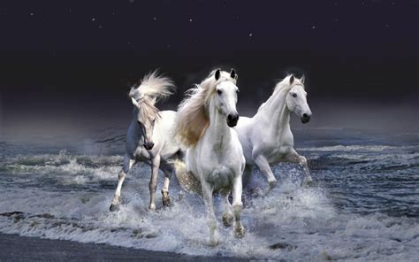 Wild Horses Android Iphone Desktop Hd Backgrounds Wallpapers